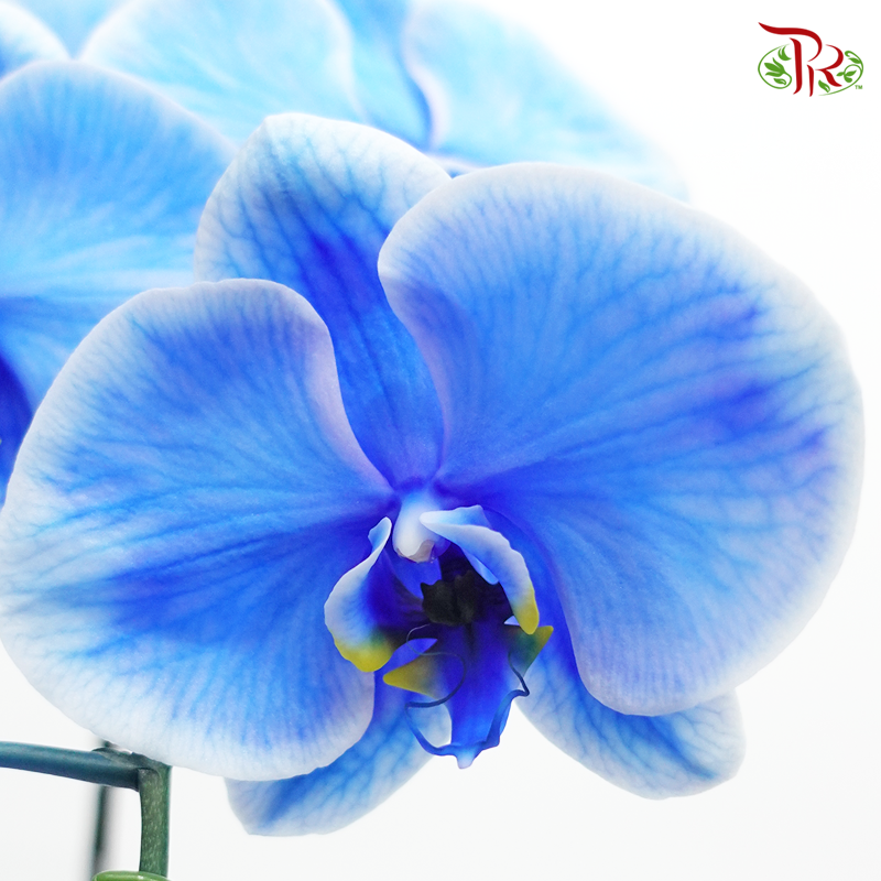 Phalaenopsis Orchid - Blue + Lavender (Dyed Blue + Purple ) *With No Vase - Pudu Ria Florist