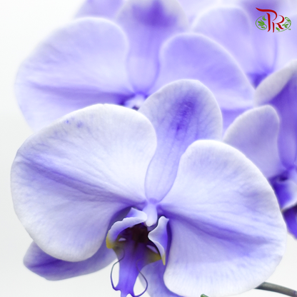 Phalaenopsis Orchid - Lavender (Dyed Purple)  *With No Vase - Pudu Ria Florist
