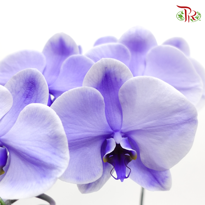 Phalaenopsis Orchid - Lavender (Dyed Purple)  *With No Vase - Pudu Ria Florist