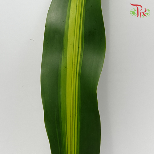 Iron Leaf (Massengana) - Pudu Ria Florist