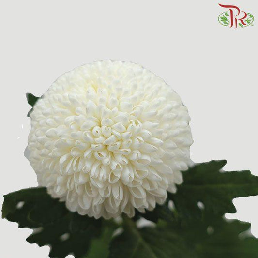 Ping Pong Chrysanthemum - White (10 Stems) - Pudu Ria Florist
