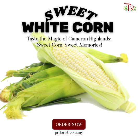 (Edible) Sweet White Corn From Cameron Highland (3 pcs)-Pudu Ria Florist-prflorist.com.my