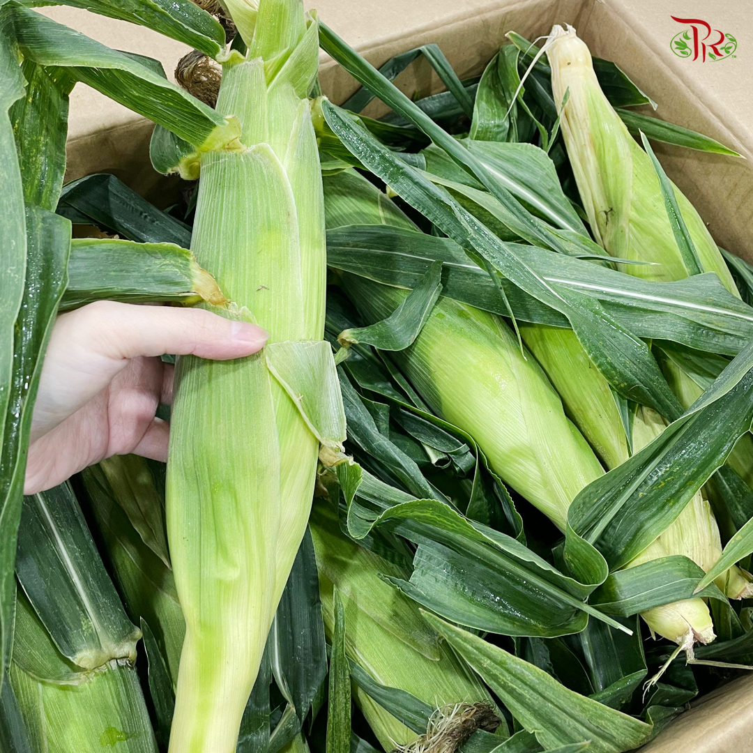 (Edible) Sweet White Corn From Cameron Highland-Pudu Ria Florist-prflorist.com.my