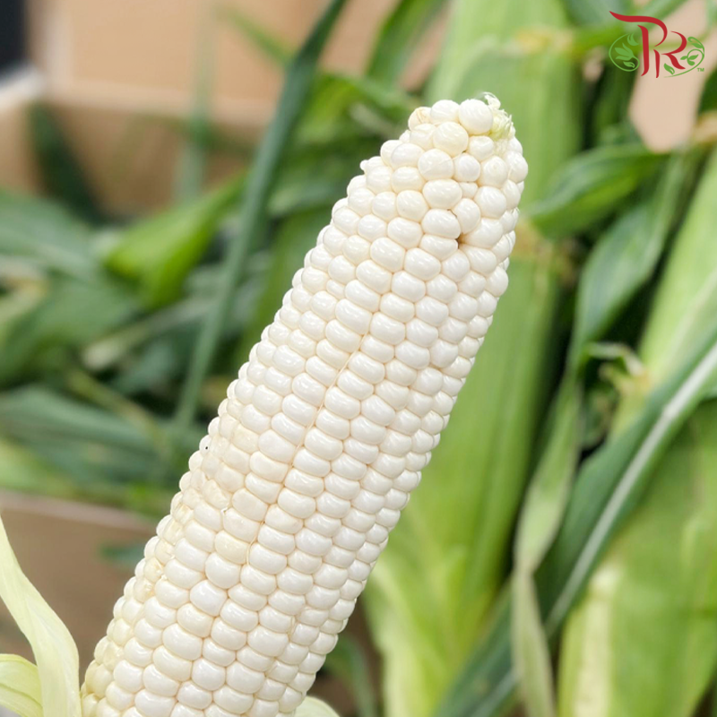 (Edible) Sweet White Corn From Cameron Highland-Pudu Ria Florist-prflorist.com.my