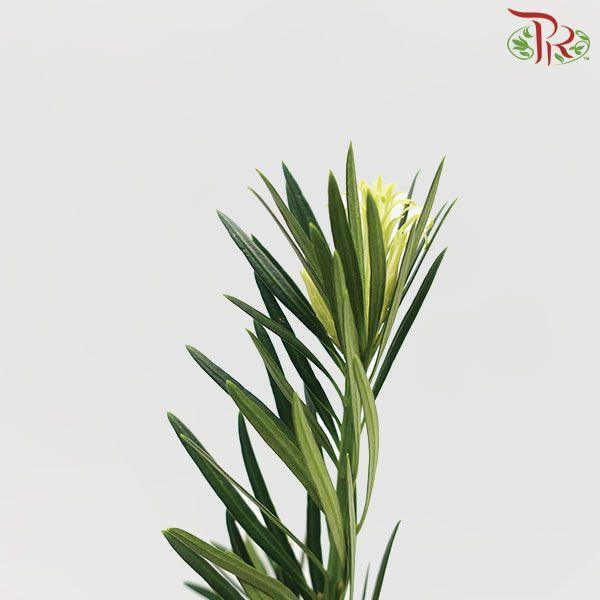 Carnation Leaf - L (Per Bunch) - Pudu Ria Florist