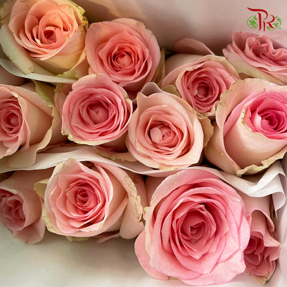 Rose Premium - Emma Pink (19-20 stems)