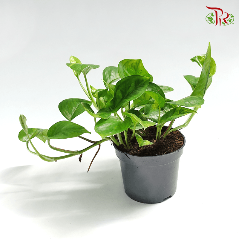 Epipremnum Global Green《全球绿-绿萝》-Pudu Ria Florist-prflorist.com.my