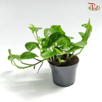 Epipremnum Global Green《全球绿-绿萝》-Pudu Ria Florist-prflorist.com.my