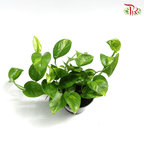 Epipremnum Global Green《全球绿-绿萝》-Pudu Ria Florist-prflorist.com.my