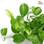 Epipremnum Global Green《全球绿-绿萝》-Pudu Ria Florist-prflorist.com.my