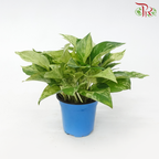 Epipremnum Marble Queen P120《大理石女王》