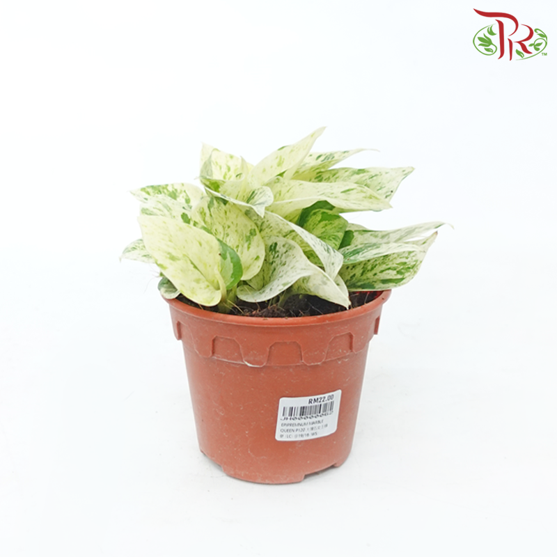 Epipremnum Marble Queen P120《大理石女王绿萝》-Pudu Ria Florist-prflorist.com.my