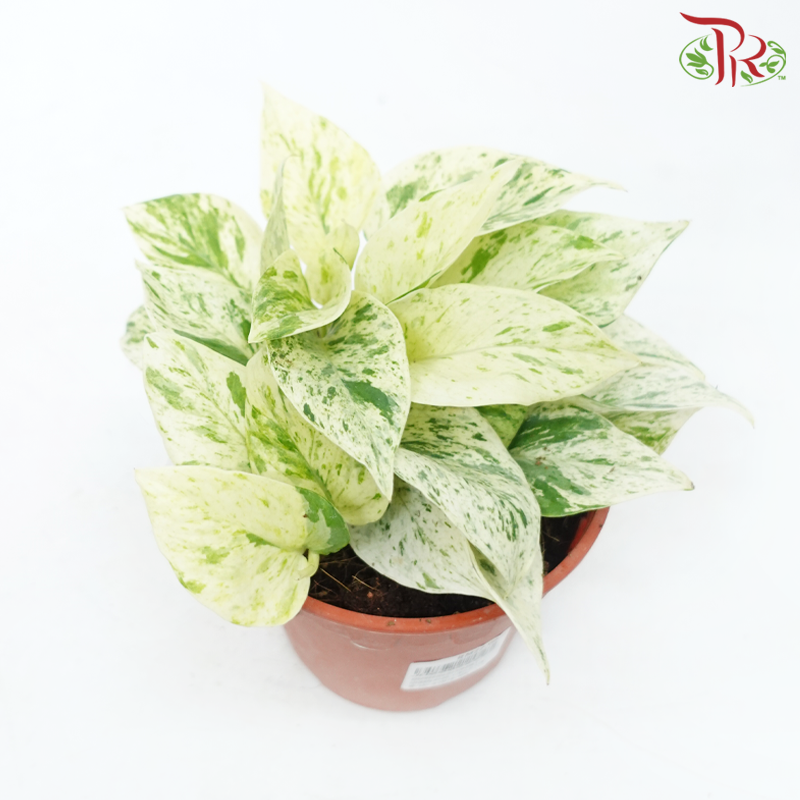 Epipremnum Marble Queen P120《大理石女王绿萝》-Pudu Ria Florist-prflorist.com.my