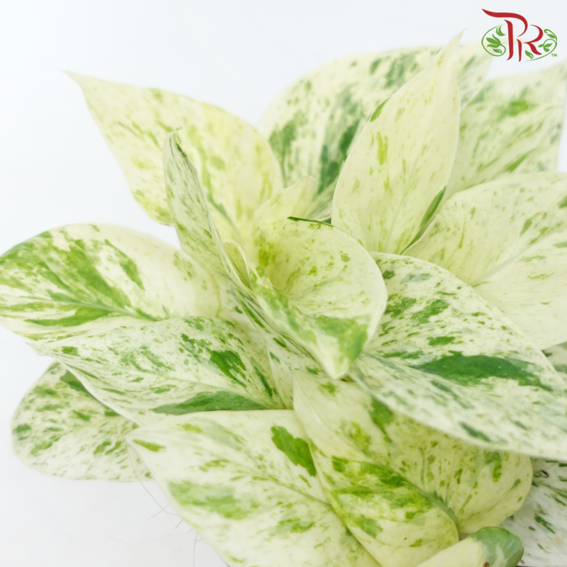 Epipremnum Marble Queen P120《大理石女王绿萝》-Pudu Ria Florist-prflorist.com.my