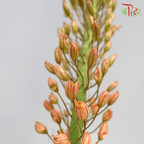 Eremurus - Orange / Green (2 Stems Per Bundle)-Netherland-prflorist.com.my