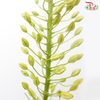 Eremurus - Yellow (2 Stems)