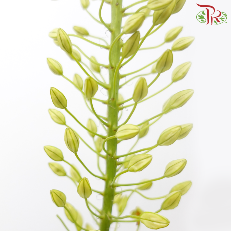 Eremurus - Yellow (5 Stems)