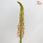 Eremurus - Orange / Green (2 Stems Per Bundle)-Netherland-prflorist.com.my