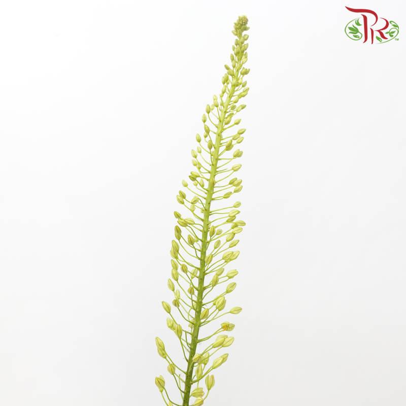 Eremurus - Yellow (5 Stems)