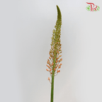 Eremurus - Orange / Green (2 Stems Per Bundle)-Netherland-prflorist.com.my