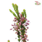Erica Pink - (Per Bunch)-Pink-Africa-prflorist.com.my