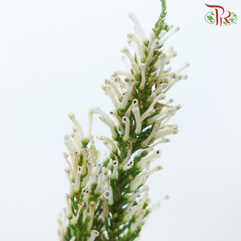 Erica - White (Per Bunch)-White-Africa-prflorist.com.my