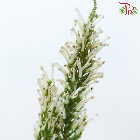 Erica - White (Per Bunch)-White-Africa-prflorist.com.my