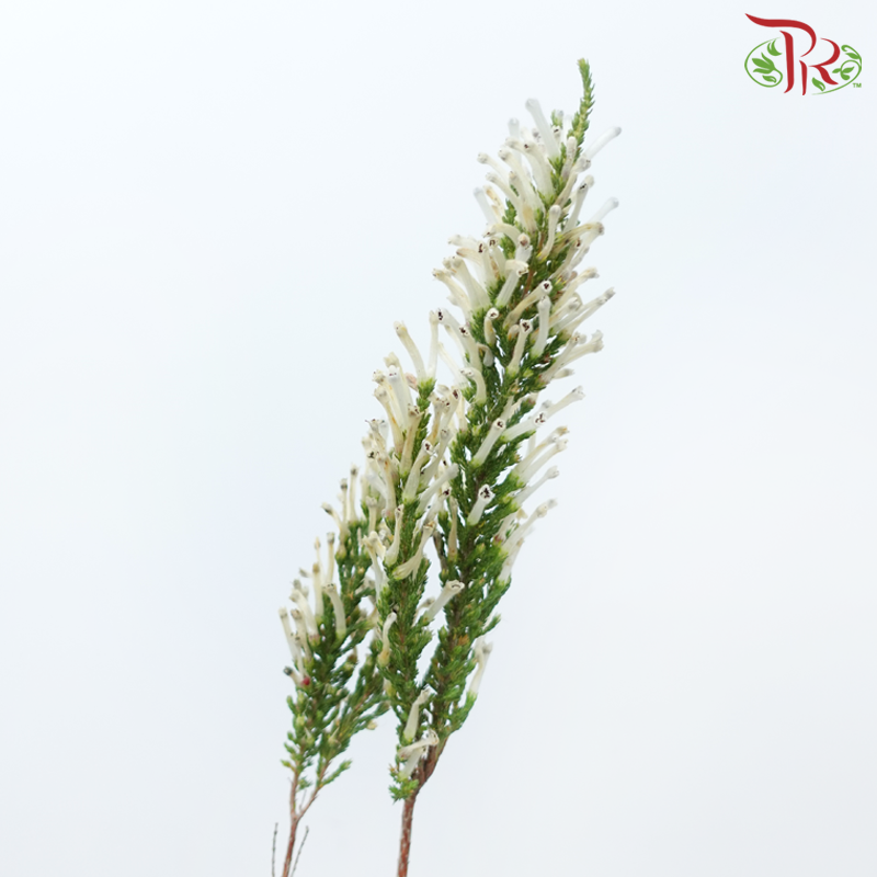 Erica - White (Per Bunch)-White-Africa-prflorist.com.my