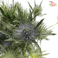 Eryngium - (10 Stems)-Blue-Kenya-prflorist.com.my