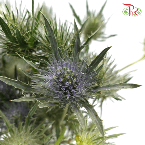 Eryngium - (10 Stems)-Blue-Kenya-prflorist.com.my