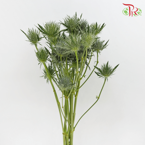 Eryngium - (10 Stems)-Blue-Kenya-prflorist.com.my