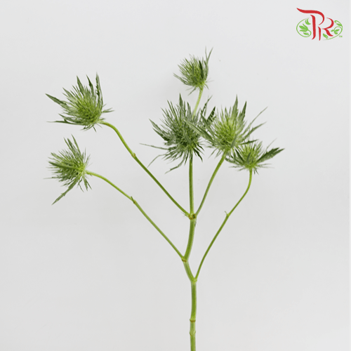 Eryngium - (10 Stems)-Blue-Kenya-prflorist.com.my