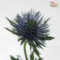 Eryngium - (5 Stems)-Netherland-prflorist.com.my