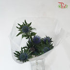 Eryngium - (5 Stems)-Netherland-prflorist.com.my