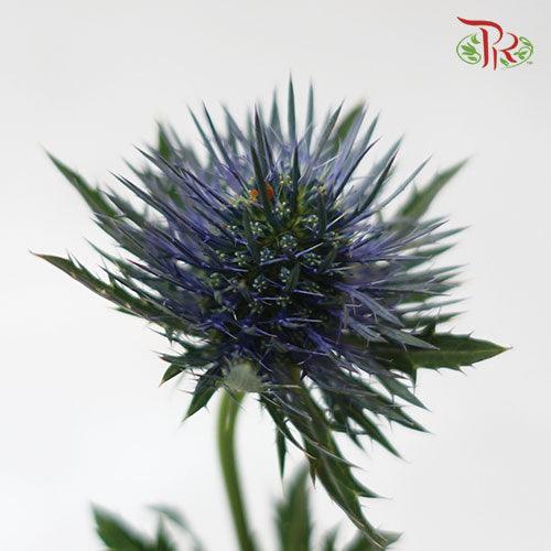 Eryngium Big Blue Head - (Per Bunch)-Netherland-prflorist.com.my