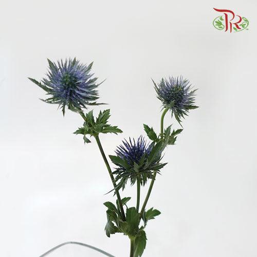 Eryngium Big Blue Head - (Per Bunch)-Netherland-prflorist.com.my