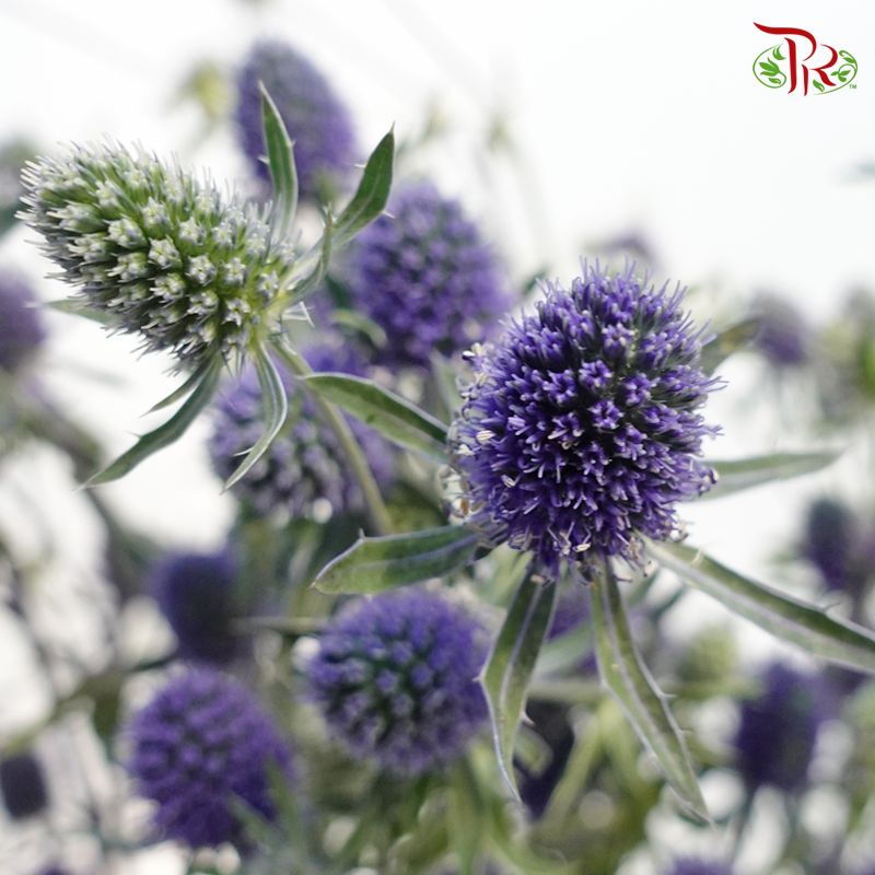 Eryngium - Blue (Per Bunch)-Blue-China-prflorist.com.my