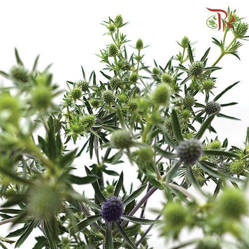 Eryngium - (Per Bunch)-Green-China-prflorist.com.my