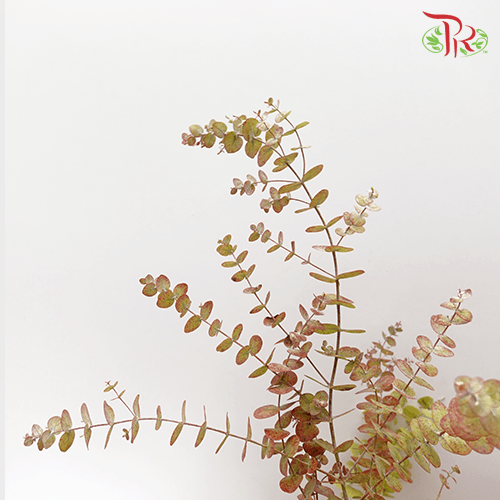 Eucalyptus - Autumn Natural (Per Bunch)-China-prflorist.com.my