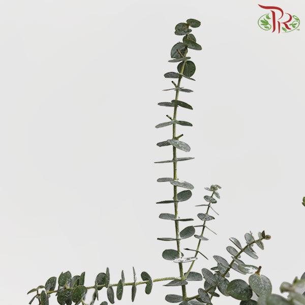 Eucalyptus Baby Blue - (200-300 Gram)-Italy-prflorist.com.my
