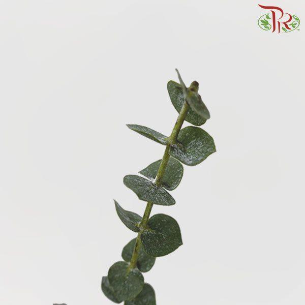 Eucalyptus - Baby Blue (Per Bunch)-China-prflorist.com.my