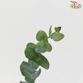 Eucalyptus - Cineria (Per Bunch)-China-prflorist.com.my