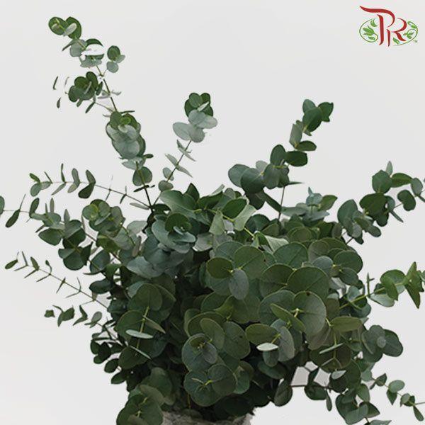 Eucalyptus - Cineria (Per Bunch)-China-prflorist.com.my