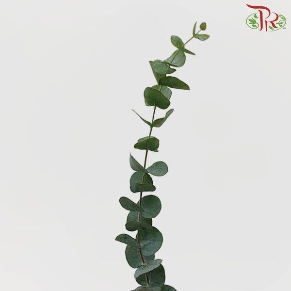 Eucalyptus - Cineria (Per Bunch)-China-prflorist.com.my