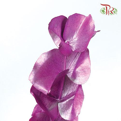 Eucalyptus Dyed Metal Preservatives - Purple-Purple-Italy-prflorist.com.my