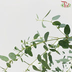 Eucalyptus - Gunni (Per Bunch)-China-prflorist.com.my