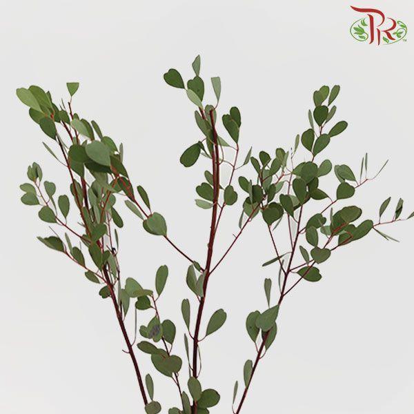 Eucalyptus - Love (Per Bunch)-China-prflorist.com.my