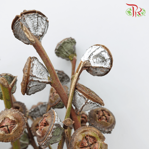 Eucalyptus - Nut (Per Bunch)-China-prflorist.com.my