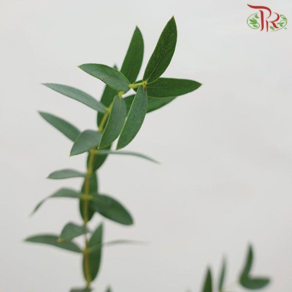 Eucalyptus - Parvifolia (Per Bunch)-China-prflorist.com.my