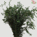 Eucalyptus - Parvifolia (Per Bunch)-China-prflorist.com.my
